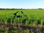 campo-arroz