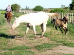 campo-caballo-blanco-y-potrillo