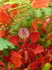 Flores-flor-chivato