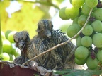 Aves Santa Fe - Pichones palomas