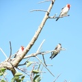 Pájaros - Santa Fe - Cardenales