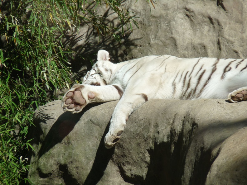Zoologico-Buenos-Aires019.jpg