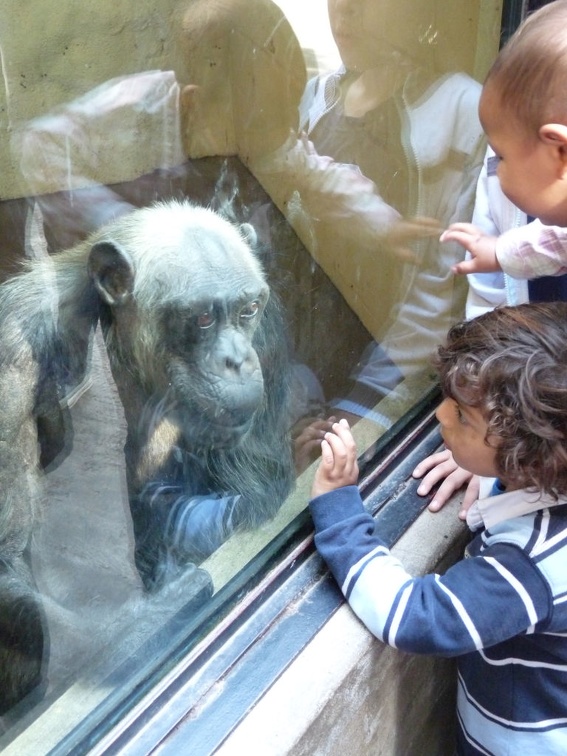 Zoologico-Buenos-Aires-Orangutan