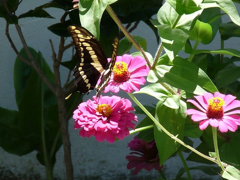 Flores-Mariposa-flor-1.jpg