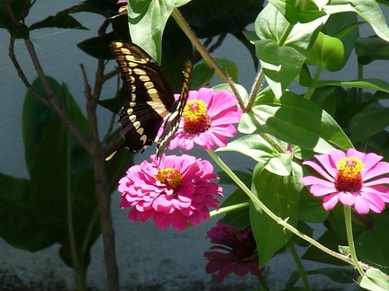 Flores-Mariposa-flor-1