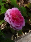 Flores-rosa-2