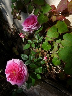 Flores-rosa