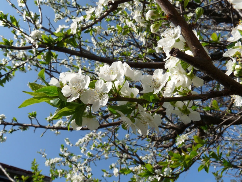 Flores-flor-ciruelo-blanco.jpg